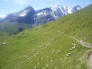 mouton à la montagne