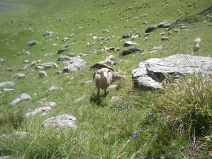 paturage d'altitude