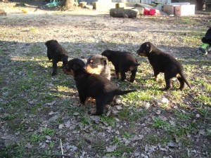 Chiots Beauceron