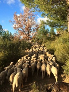 troupeau mérinos les bons agneaux